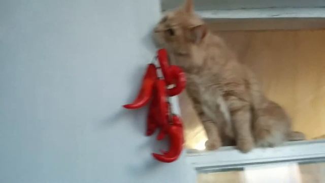 Funny Red Cat:D