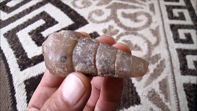 Агатизированная ( замещенная агатом ) окаменелая ракушка гастропода, Виктор Баранов смотреть онлайн