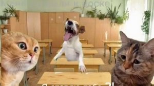 Мемные коты) #коты #мемы #мемныекоты #рил #расписание #школа #будни 🌚😼