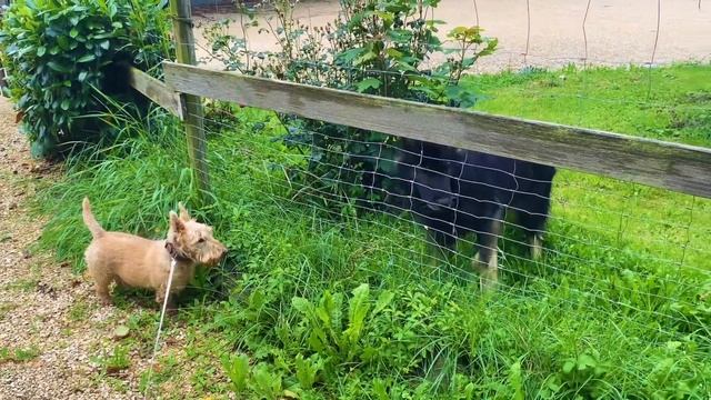 Полноценная прогулка с лошадками, овчарками Лео Иван Кила Как стареют наши питомцы