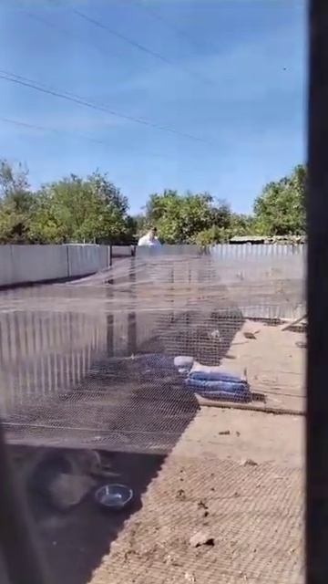 Астрахань. Дунаевские отморозки рубили топором забор, пришли убивать людей и собак. смотреть онлайн