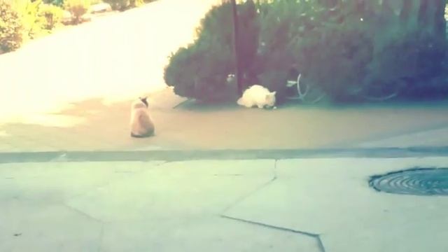 31 мая! Летний влог!)