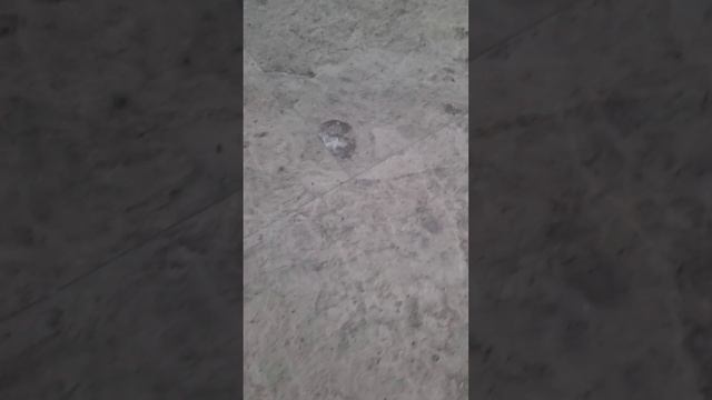 сдача обьекта, доломит шлифовка до 400 зерна с перепадами от 1-3 мл смотреть онлайн