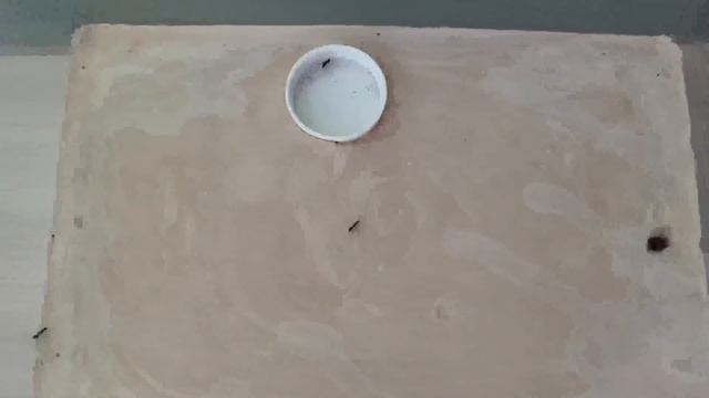 Переделал арену у муравьев кампонотус париус. Из черного в белый. смотреть онлайн