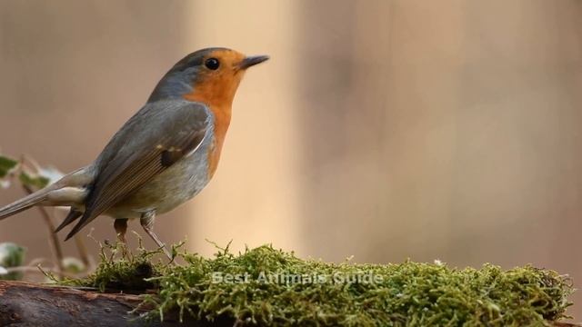 Domestic Animals, Farm Animals Sounds around us - Sheep, Owl, Cat, Tiger, Horse | Animal Moments смотреть онлайн