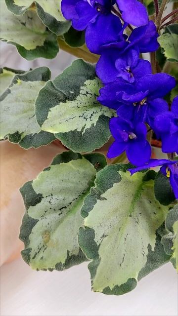 Фиалка Harmony's Little Stinker, листовая химера