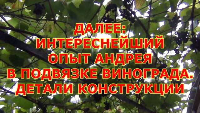 ч.4. О ВИНЕ и УДОБНОЙ ШПАЛЕРЕ для быстрой подвязки побегов. В гостях у Андрея смотреть онлайн