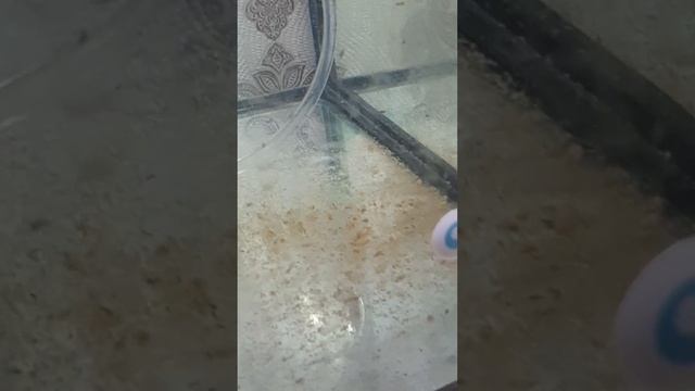 Личинка креветки розенберга смотреть онлайн