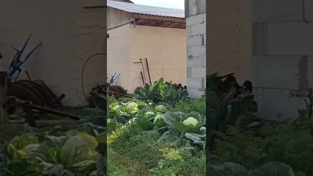 #sorts #shortvideo #shortsvideo #shorts #short #картошка #мотоблок #огород смотреть онлайн