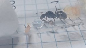 История матки муравьев Formica cinerea. Матка с нуля.