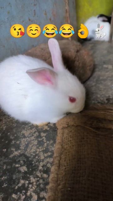 #shortvideo @RabbitholebdSports ☺️😘😂😂👌👍🙏 смотреть онлайн