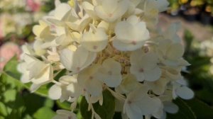 Милк энд Ханни. Воздушная, компактная, эффектная гортензия для выращивания в кашпо