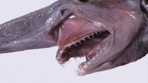 5 Amazingly Strange Deep Sea Creatures