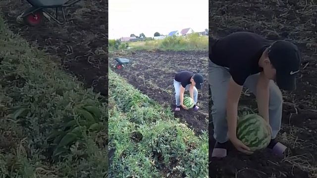 Собираем арбузы с племяшками смотреть онлайн
