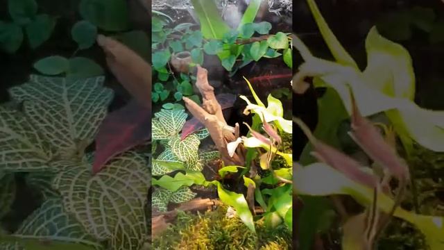 Trio of Dwarf Cape Geckos added today смотреть онлайн