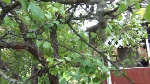 ОМОЛАЖИВАЮЩАЯ ОБРЕЗКА СТАРОЙ ГРУШИ. Устраняем последствия неверной обрезки. Шаг 1-й