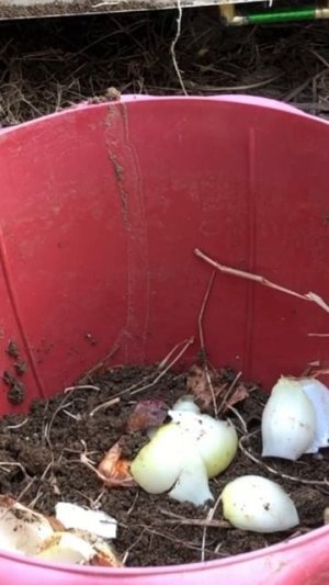 Plantings onions for leaves#2023 #amazing #vegetables #fertilizer #love #shorts #online #wow #fast