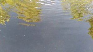 Выращивание личинки карпа. 15-й день