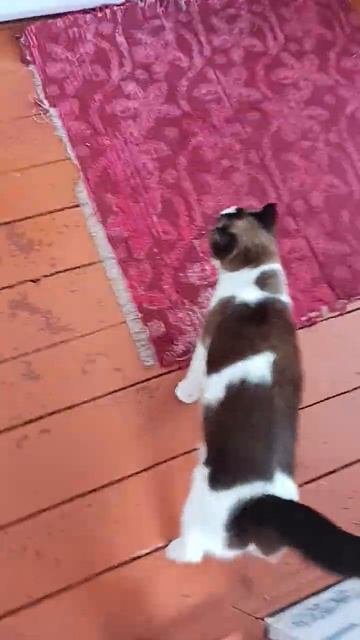 МУРЗИК КРУТОЙ ДАЙТЕ АКТИВА ПОЖАЛУЙСТА И ПОДПИШИТЕСЬ❤ #228 #cat #video #ponos смотреть онлайн