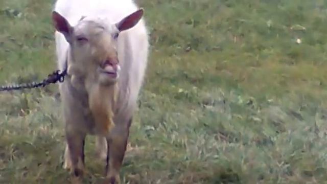 говорящее животное смотреть онлайн