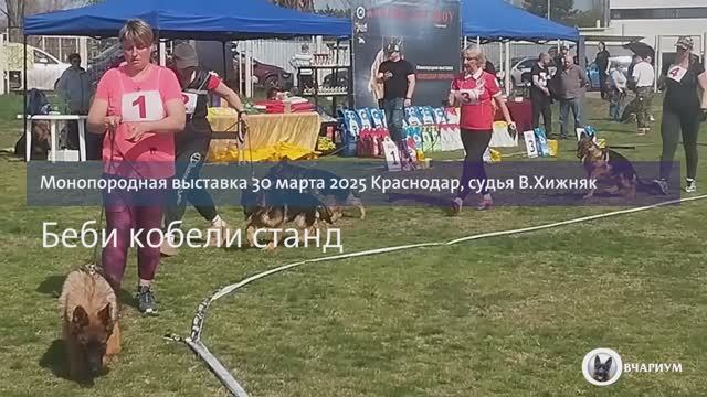 БЕБИ КОБЕЛИ 1 / КЧК КРАСНОДАР 30 марта`25 В.Хижняк Моно немецких овчарок