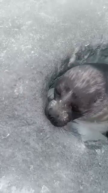 Нерпочка приплыла подышать