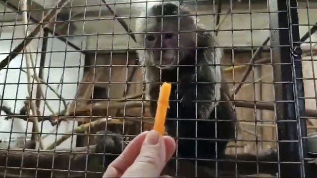 Крокодиловая ферма в Коломне. смотреть онлайн