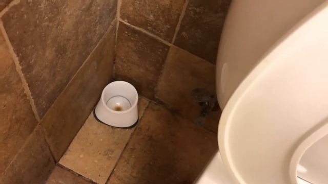 PUBLIC RESTROOM REVIEW- PetSmart (Monaca, PA) смотреть онлайн