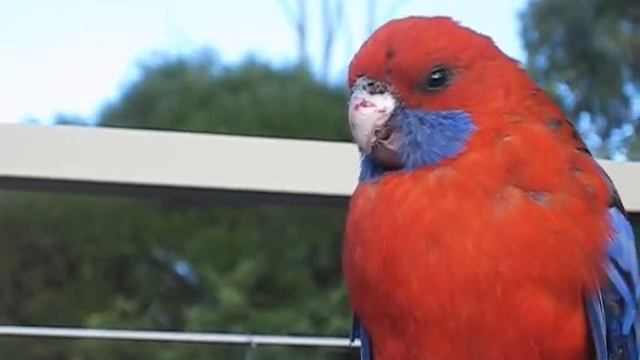 Crimson Rosella смотреть онлайн