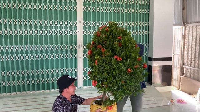 Bông Trang (Mẫu Đơn) nhiều màu Chào bán 02/01 (O332-662771) nhà vườn Ngọc Sơn смотреть онлайн