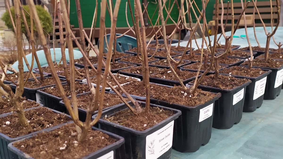 Саженцы гортензий в продаже.