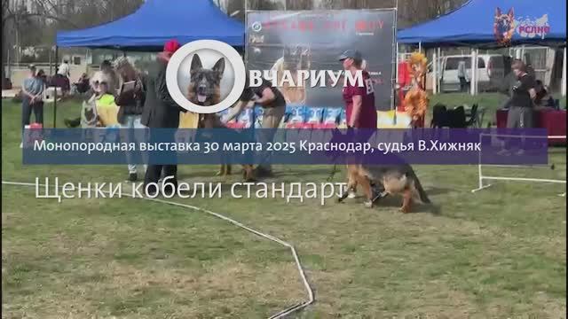 ЩЕНКИ КОБЕЛИ / КЧК КРАСНОДАР 30 марта`25 В.Хижняк Моно немецких овчарок