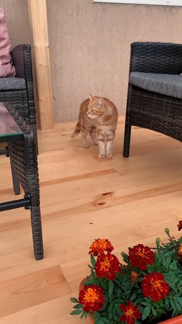 Сим-сима 06/24