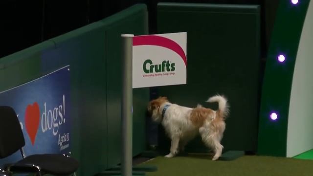 Crufts Jack Russel--is he really having fun? смотреть онлайн