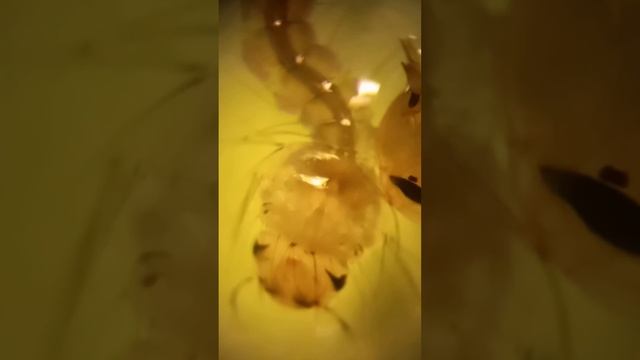 Личинка і Лялечка Комара роду Кулекс Під Мікроскопом. Larva & Pupa of Culex Mosquito. Kyiv, Ukraine смотреть онлайн
