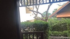 Garden Sea View Resort.Pattaya Гарден си вью резорт..Обзор номера Шале-эконом. #паттайя #pattaya