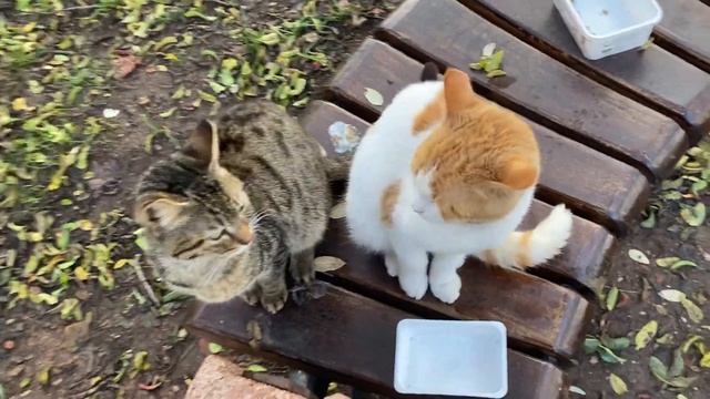 Cute Stray Cats Hungry For Food And Cuddles | Cats And Kittens смотреть онлайн