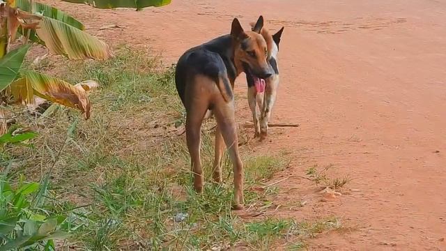 Awesome Dogs Mating Friend in Field - Breeding Pets Season - Asia Village Animal смотреть онлайн