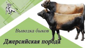 Выводка быков. Джерсейская порода