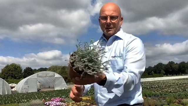 Santolina potted week 27 смотреть онлайн