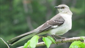 Пение пересмешника. Звуки многоголосого пересмешника.