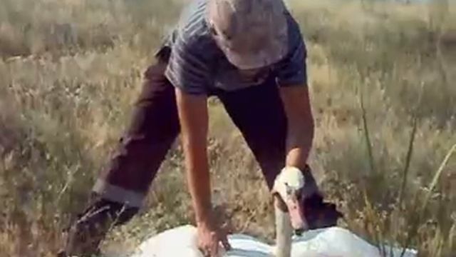 Погоня за лебедем))).mp4 смотреть онлайн