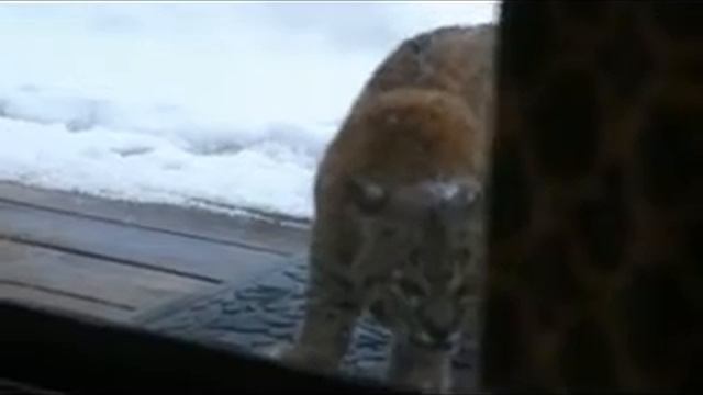 Кошка vs Рысь смотреть онлайн