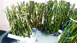 Как замочить розы перед посадкой, чтобы быстрее развивались.Примутся даже самые безнадёжные.