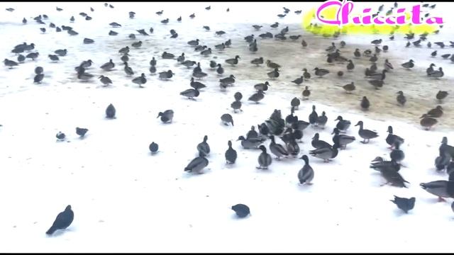 кормить утки смотреть онлайн