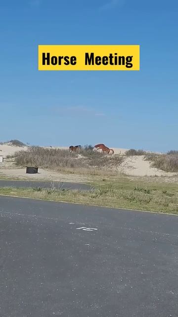 Wild Horse mating Assateague Island #horses #assateagueisland #shorts #shortviral #short смотреть онлайн