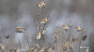 Применение Медного купороса.