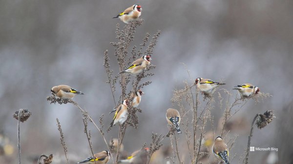 Применение Медного купороса.