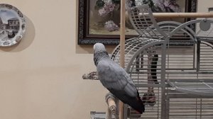 Попугай Жако Ники.mp4