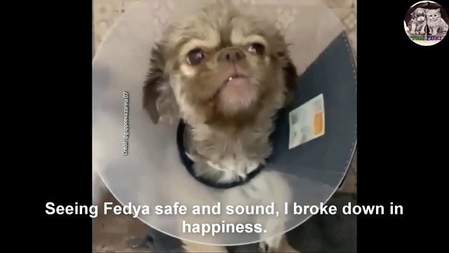 So Heartbreaking to Meet a Poor Little Dog Abandoned On a Cold Rainy Day смотреть онлайн
